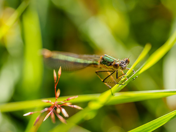Damselfly 1
