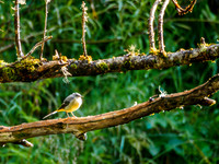 Grey Wagtail