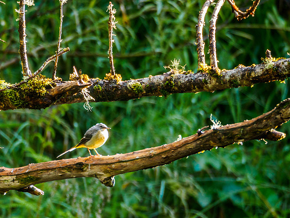 Grey Wagtail