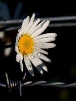Barbed Wire Daisy