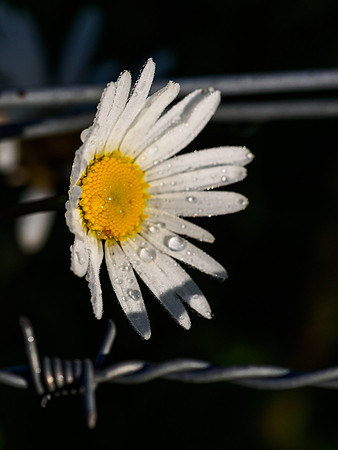 Barbed Wire Daisy
