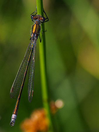 Damselfly 4