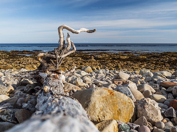 Lossiemouth Driftwood