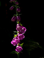 Foxglove in the Spotlight