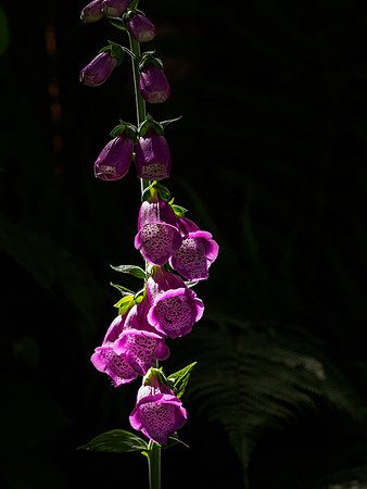 Foxglove in the Spotlight
