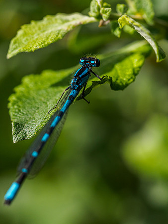 Damselfly 5