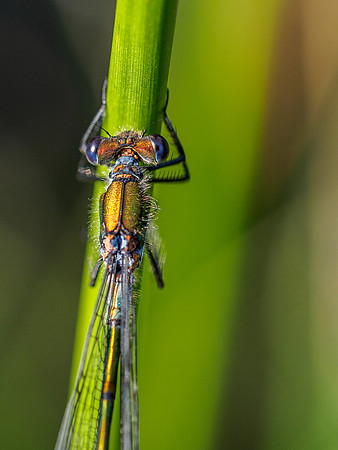 Damselfly 3