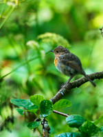 Baby Robin