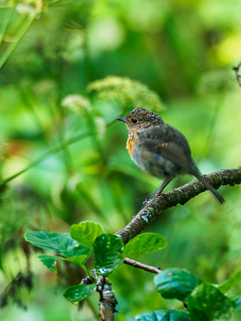 Baby Robin