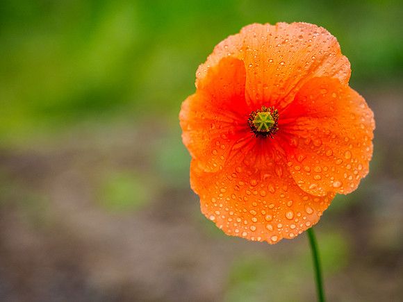 Poppy in the Rain
