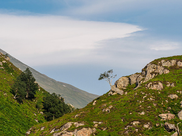 Glen Shiel Tree