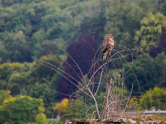 Buteo buteo