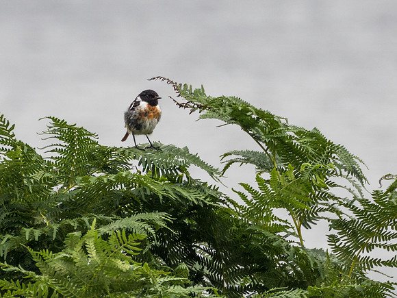 Male Stone Chat