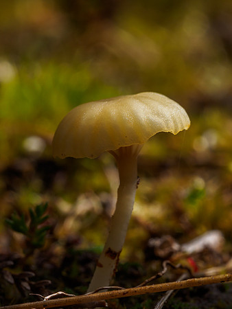 Mini Mushroom