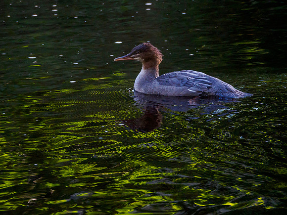 Mergus merganser