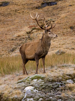 Glen Garry