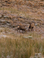 Glen Garry