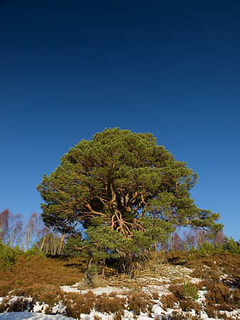 20130126-Loch Vaa-R1262704