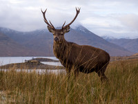 Glen Garry