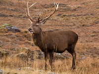 Glen Garry