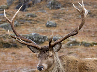 Glen Garry