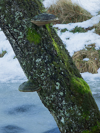 20130126-Loch Vaa-R1262687