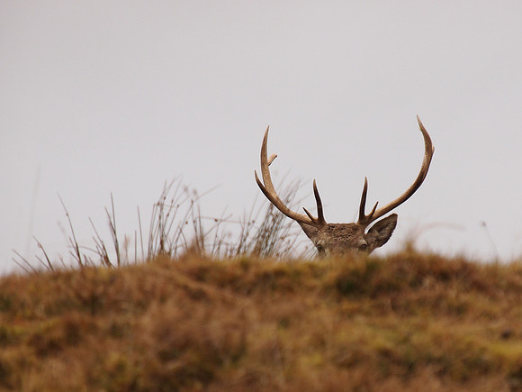 Glen Cannich