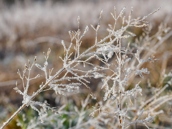 Ice Grass [1901033]