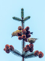 Scottish Crossbill (Loxia scotica)  (3) [1901004]