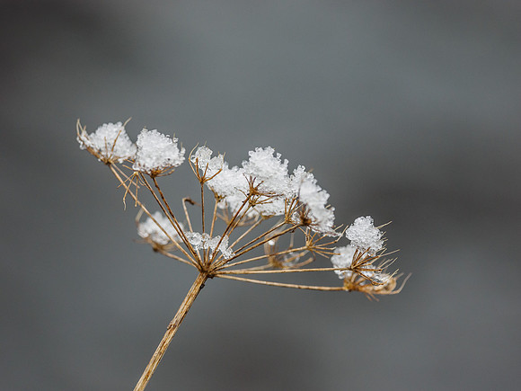 Urquhart Bay Wood (2) [1901030]