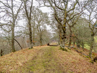 Woodland Walk [1901018]