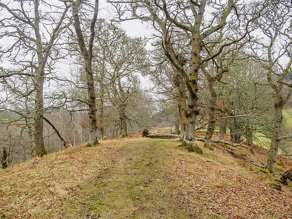 Woodland Walk [1901018]