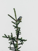 Scottish Crossbill (Loxia scotica)  (5) [1901006]
