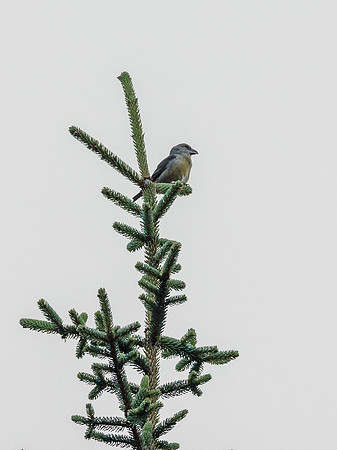 Scottish Crossbill (Loxia scotica)  (5) [1901006]
