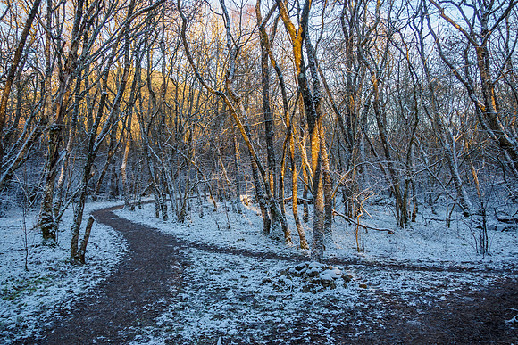 Urquhart Bay Wood (1) [1901029]