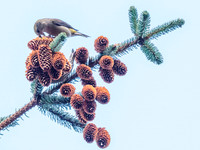 Scottish Crossbill (Loxia scotica)  (2) [1901003]