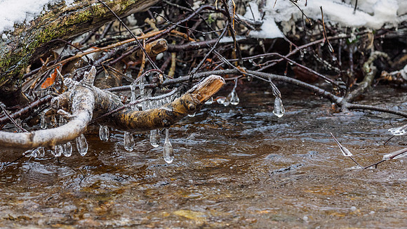 Urquhart Bay Wood (4) [1901032]