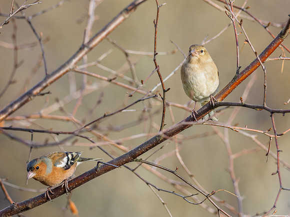 Chaffinch, Fringilla coelebs (2) [1901038]