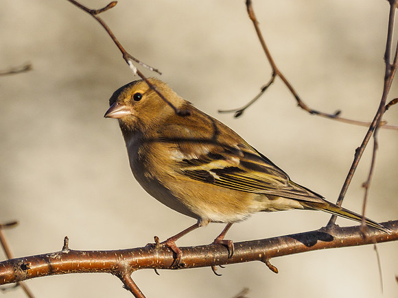 Chaffinch (Fringilla coelebs) [1901017]