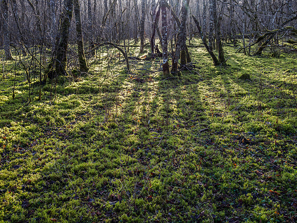 Long Shadows [1901034]