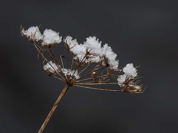 Urquhart Bay Wood (3) [1901031]