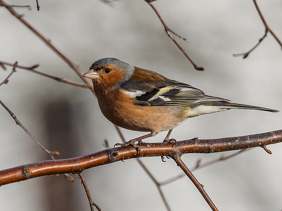 Chaffinch, Fringilla coelebs (1) [1901037]