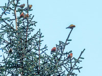 Scottish Crossbill (Loxia scotica) (1) [1901001]