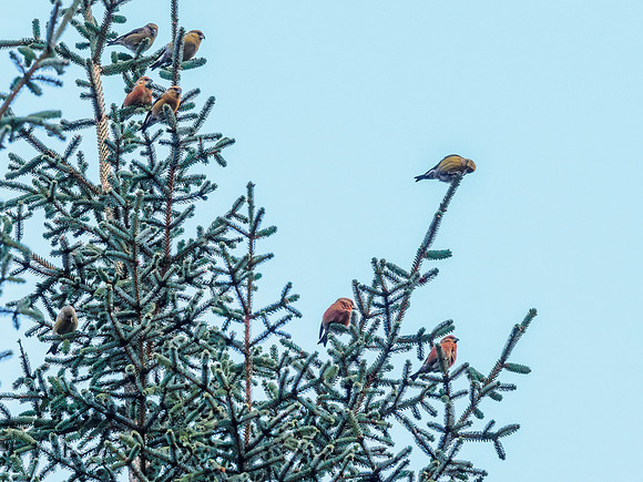 Scottish Crossbill (Loxia scotica) (1) [1901001]