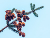 Scottish Crossbill (Loxia scotica)  (4) [1901005]