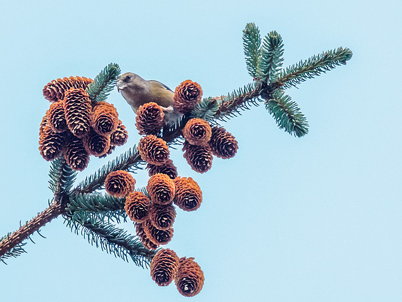 Scottish Crossbill (Loxia scotica)  (4) [1901005]