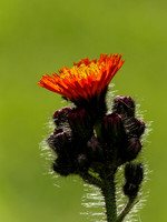 Fox and Cubs