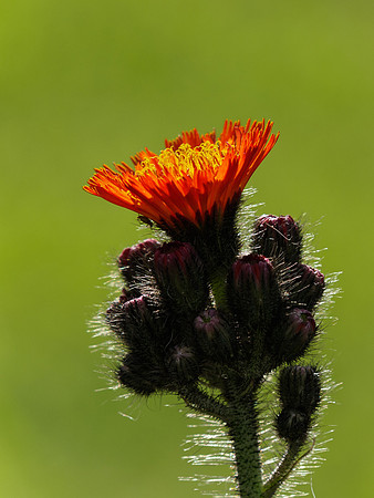 Fox and Cubs