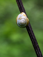 Snail on a Stick