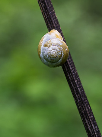 Snail on a Stick